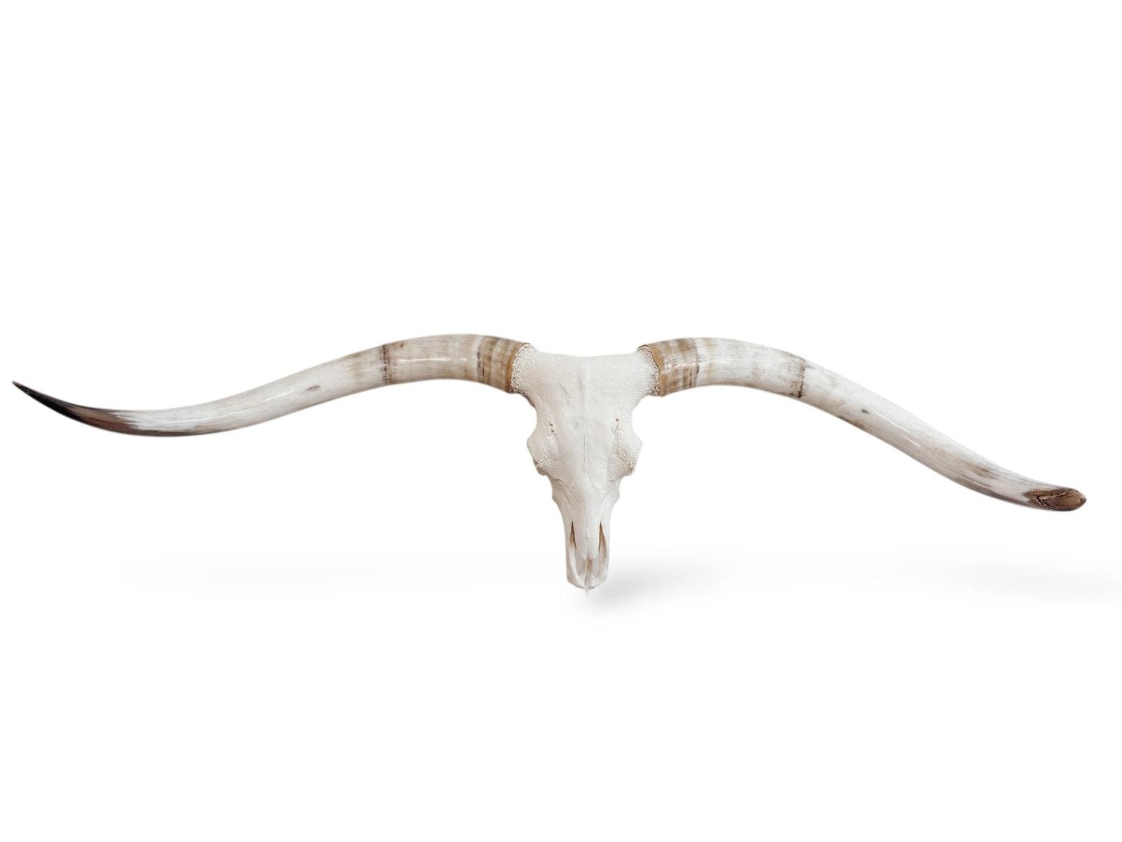 Crânio Real de Touro - Chifre LongHorn